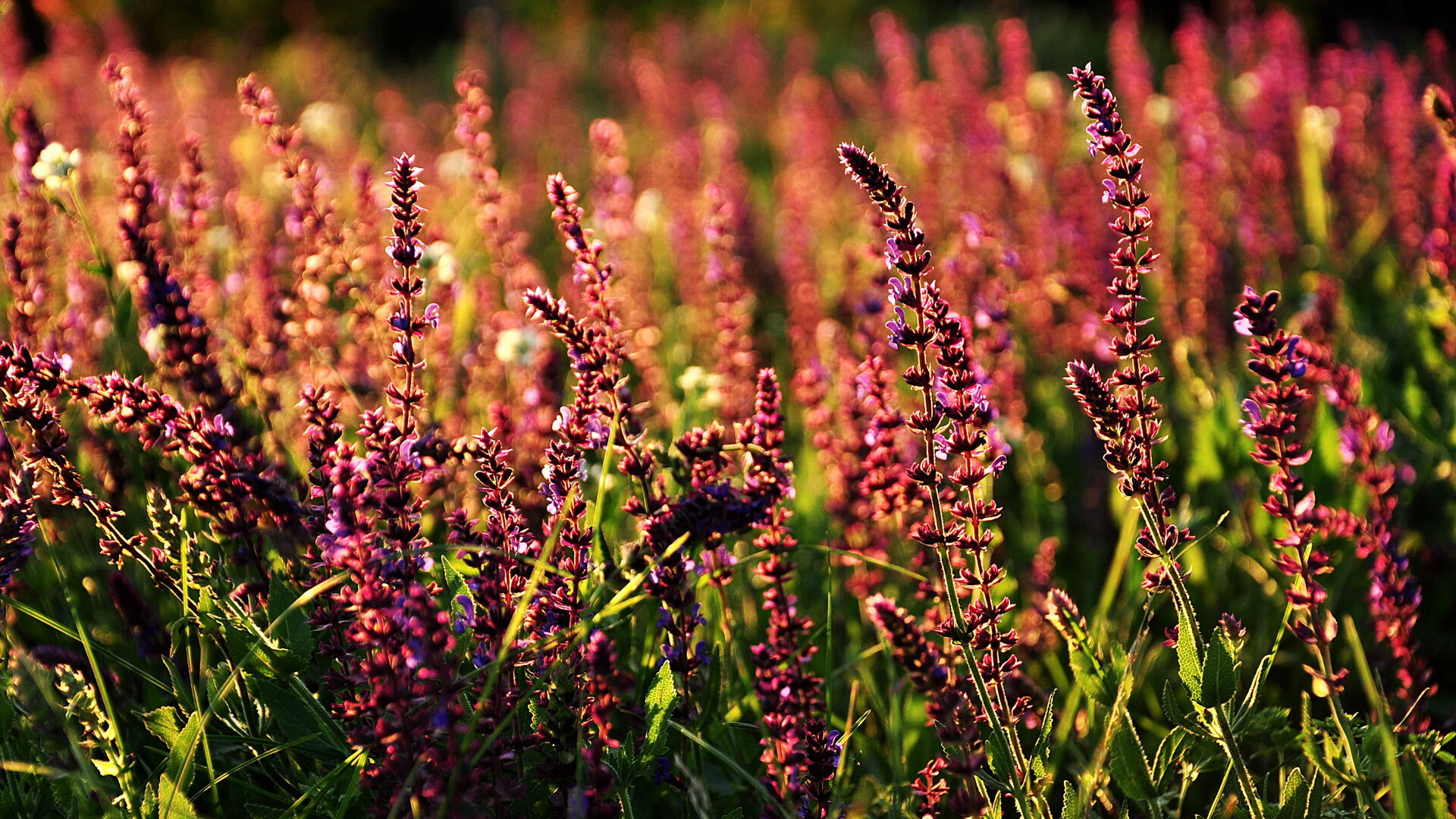 关键篮板:李磊抢得无数重要防守篮板!,李磊 球员