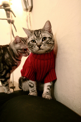 “意甲追赶赛火热展开，争夺欧战席位”，意甲比赛集锦