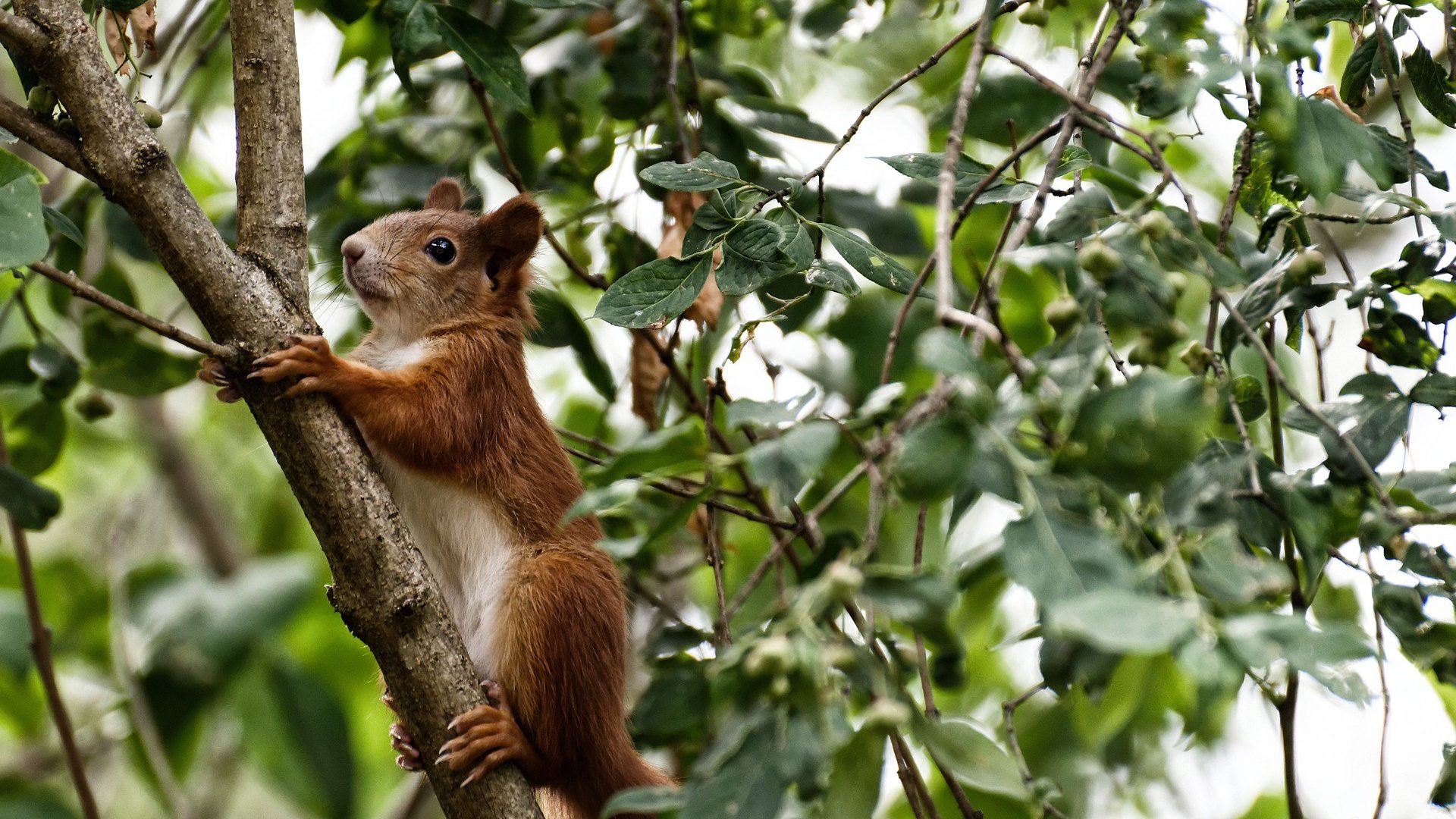“战术创新:联盟最具颠覆性的打法揭秘”,lol战术体系和阵容