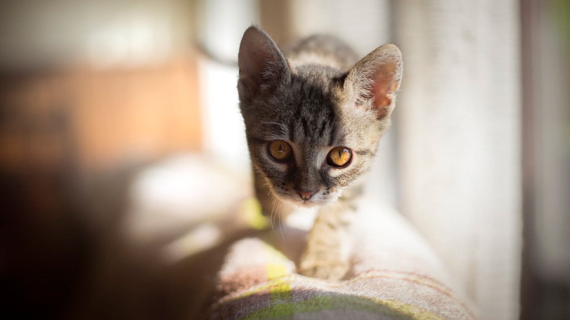 北京队青训体系再升级，为明日之星搭建舞台